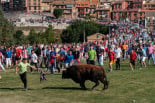 El Gobierno presenta un escrito en la Fiscalía para impedir que el Toro de la Vega se celebre