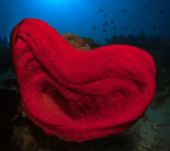 La peculiar habilidad de las esponjas marinas que deja perplejos a científicos y filósofos