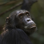 Los chimpancés están cavando pozos para encontrar agua en la selva