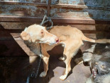 Así malviven los perros de caza abandonados