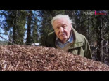 David Attenborough: Hormigas
