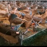 Cuánto pagó cada cazador por participar en esta montería que Pacma llama "matanza de animales"