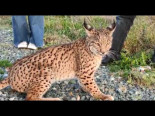 Lince herido tras ser atropellado en la provincia de Sevilla
