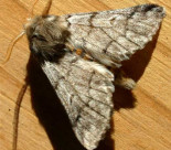 La procesionaria del pino, tan necesaria como peligrosa