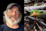 ‘Psilocybe stametsii’: Bautizan una nueva especie de hongo psilocybe en honor a Paul Stamets