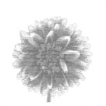 Noam Chomsky: La falsa promesa del ChatGPT