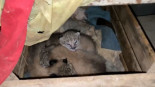 Un lince da a luz a cuatro cachorros dentro de una caja en un cortijo habitado