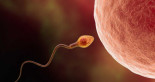 El espermatozoide más rápido no es el que fecunda al óvulo