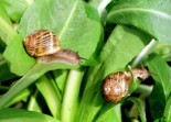 Piden dejar de consumir caracoles en Valencia por un parásito que provoca meningitis