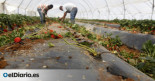 Boicot en Alemania a la fresa de Huelva para “presionar” al Gobierno andaluz del PP y no “secar” Doñana