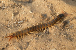 La escolopendra, un desconocido depredador