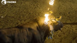 Un toro estuvo más de un minuto quemándose en un festejo de Villastar, Teruel