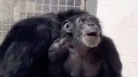 El emotivo video de una mona viendo el cielo por primera vez tras pasar toda su vida enjaulada