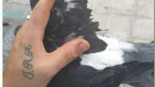 Cortan las alas a once palomas y las dejan morir en el Port de Sagunt