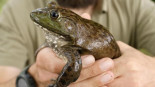Logran erradicar en el Delta del Ebro la peligrosa rana toro