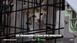 España, el país de Europa donde más mascotas se abandonan con casi 300.000 animales en las calles cada año