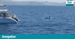 Los tripulantes de un velero disparan a un grupo de orcas en el Estrecho, frente a Tarifa
