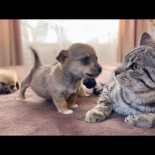 Los nuevos cachorros de la casa atacan amorosamente al gato