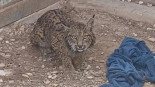 Identifican al presunto responsable de matar de un tiro a 'Tejo', uno de los linces reintroducidos en Lorca