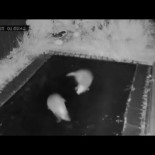 Tejones saltando en una cama elástica