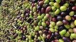 Alerta por la llegada a España de aceitunas de Marruecos con un alto contenido de pesticidas