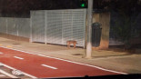 Vídeo | Un lince ibérico se pasea por el barrio pacense de San Roque (Badajoz capital)