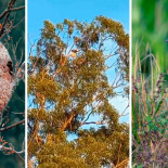 El abejero europeo, nuestro aliado para combatir a la avispa asiática: así devora una colmena de velutinas