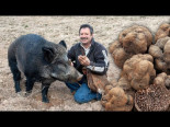 Búsqueda de la trufa con jabalí