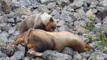 Naturaleza en estado puro en Somiedo: una osa devora el cadáver de un toro junto a sus crías