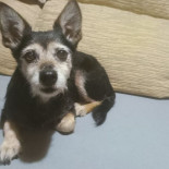 Una lucha vecinal salva a un perro de su dueña, que lo pateó en O Ventorrillo