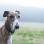 Los galgos, unos desconocidos idóneos como compañeros de hogar