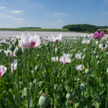 Los talibanes han erradicado al 95% el cultivo de opio en Afganistán. Las consecuencias para el mundo son drásticas