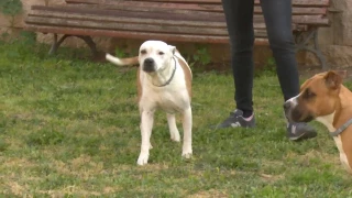 Heridos dos jóvenes tras un salvaje ataque de su perro en Gijón: la Policía entró a la casa con escudos