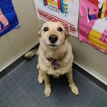 Se llama Lila y es la mascota comunitaria de un edificio en Villa Crespo que causa furor en redes