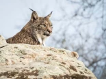 El lince ibérico, el urogallo cantábrico o la foca monje: estas son algunas de las especies más amenazadas este 2024 en España