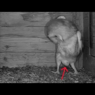 ¡Primer huevo 2024! - Lechuza común