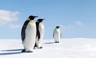Linux supera el 4% de cuota de mercado en el escritorio