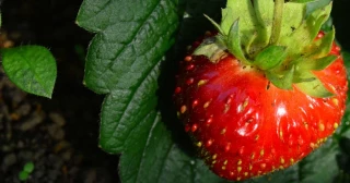 Hepatitis A en fresas: cómo se contagia la enfermedad y cuáles son los síntomas