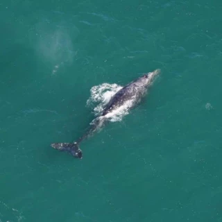 Avistan una especie de ballena que se creía extinta en el Atlántico hace 200 años