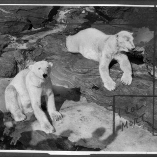 La trágica muerte Juan, el niño de 11 años que se metió en el recinto de los osos polares y que inspiró una canción mítica