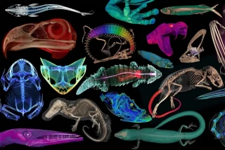 Ya está disponible gratis para todo el mundo el proyecto OpenVertebrate: la monumental base de imágenes en 3D de más de 13.000 especímenes de museo