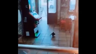 El pájaro que tiene menú diario en un chigre de Posada de Llanes: «Viene todos los días a desayunar»