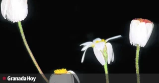 El fósil viviente de Castril, una de las cinco plantas más valiosas de España