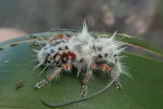 Esto que ves no es un excremento de pájaro, es una nueva especie de escarabajo que ha eludido a la ciencia gracias a su pelaje