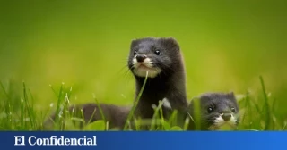 Ni lince, ni oso, ni lobo: el visón europeo es el mamífero más amenazado de la fauna ibérica