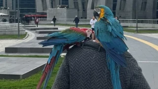 Se entera de que su mujer le es infiel por la frase que repiten sus loros