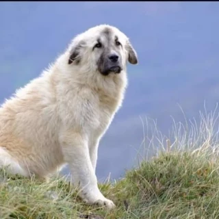 Absueltas la 'tiktoker' que se llevó un mastín de un ganadero de Soba y la mujer que lo adoptó