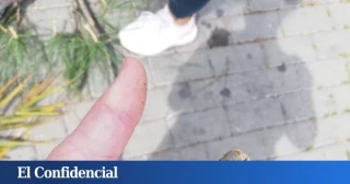 Los malagueños están que trinan: la poda de árboles municipal provoca un 'pajaricidio'