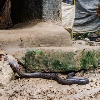 Un sapo atraviesa el plano a toda prisa. Es el inicio de una  secuencia de caza con una cobra cuyo veneno podría matar a 10 personas