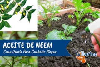 Aceite de neem: usos como insecticida para plantas y huerto